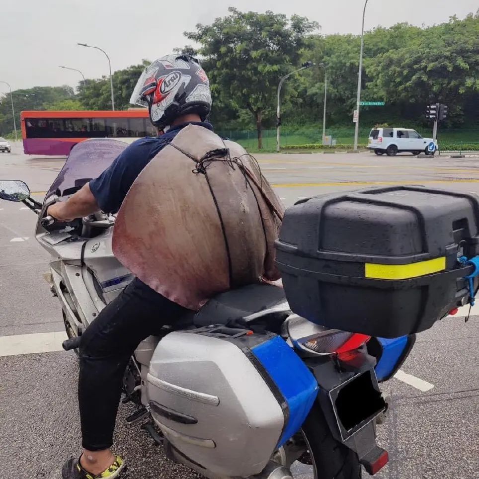 motorcyclist stingray back