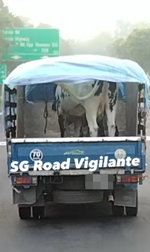 cows on lorry