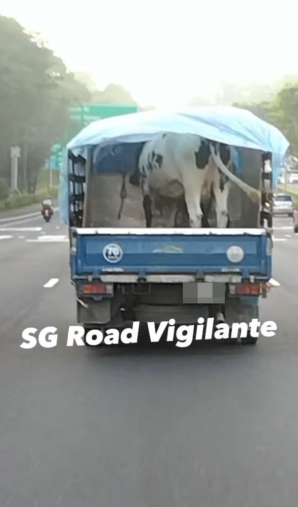 cows on lorry