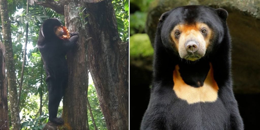 Singapore Zoo Jokes That Their Sun Bear Is Real, Takes Jab At Viral ...