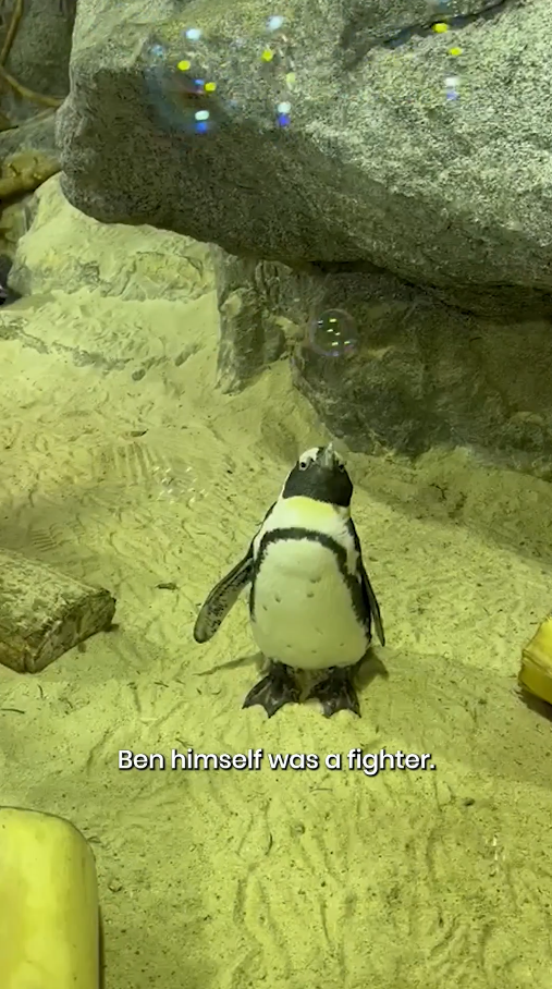penguin Singapore Zoo dies