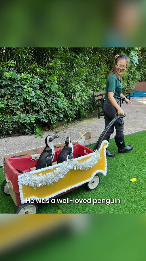 penguin Singapore Zoo dies