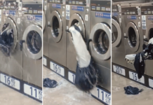 Couple Puts Playpen Into Washing Machine At Sembawang Laundromat, It Breaks Out & Spins Uncontrollably