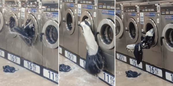 Couple Puts Playpen Into Washing Machine At Sembawang Laundromat, It Breaks Out & Spins Uncontrollably