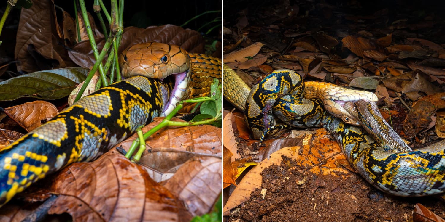 King Cobra Devours Python After 7-Hour Showdown In Mandai, Battle Documented In Nat Geo-Worthy Pics