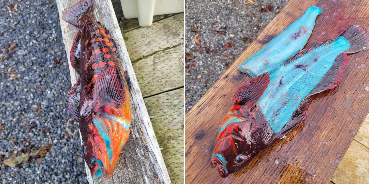 Fisherman Catches Fish With Vibrant Red Skin & Blue Flesh, It Turns White When Cooked