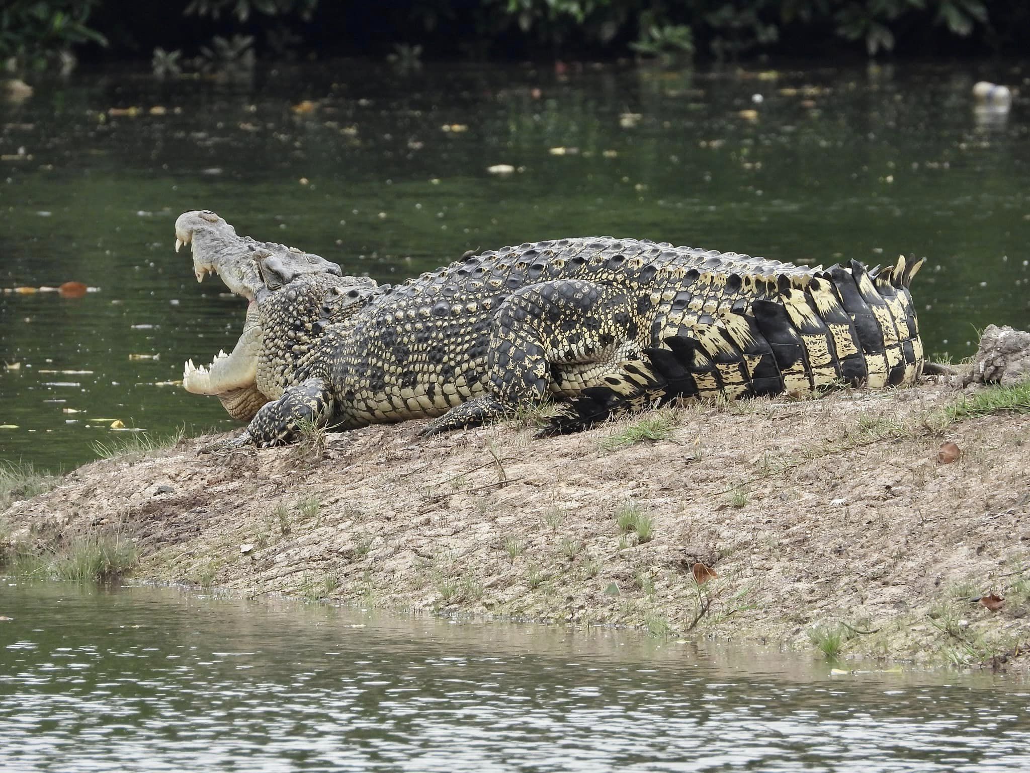 Una nutria valiente se encuentra con un cocodrilo en Sungei Buluh y lo persigue fuera del banco de arena