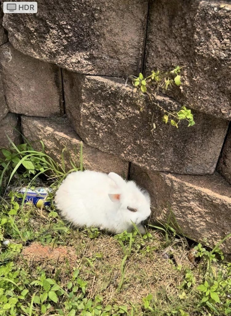 Dehydrated & Starving Rabbit Found At Lim Chu Kang Cemetery, Taken To SPCA
