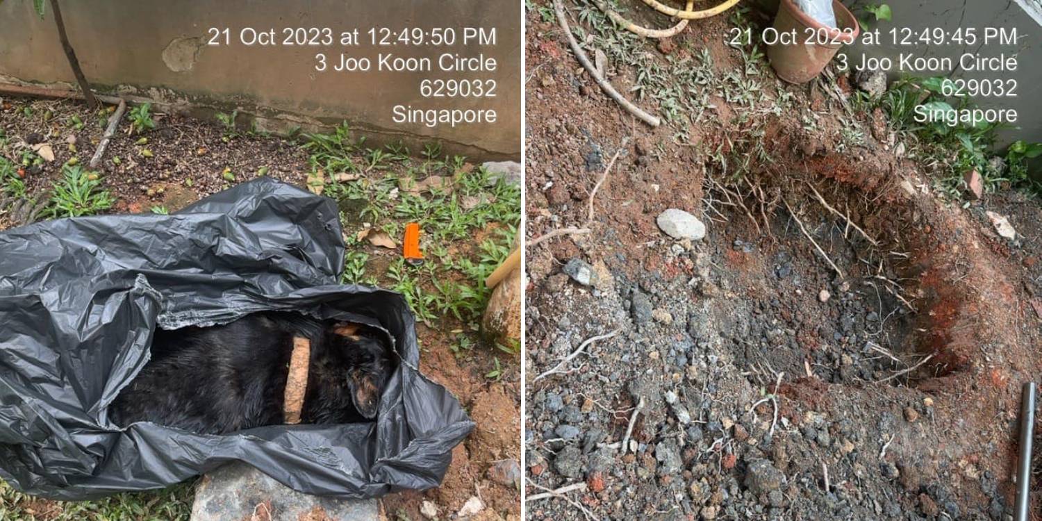 Dog Placed In Trash Bag For Burial At Joo Koon, Welfare Group Seeks Truth Behind Death