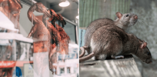 Ang Mo Kio Resident Uses Roast Duck To Catch Rats, 50 Rodents Caught In A Month