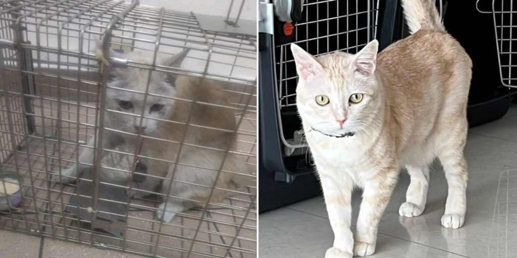 Cat That Escaped From Crate Found At Changi Airport, Cathay Pacific ...