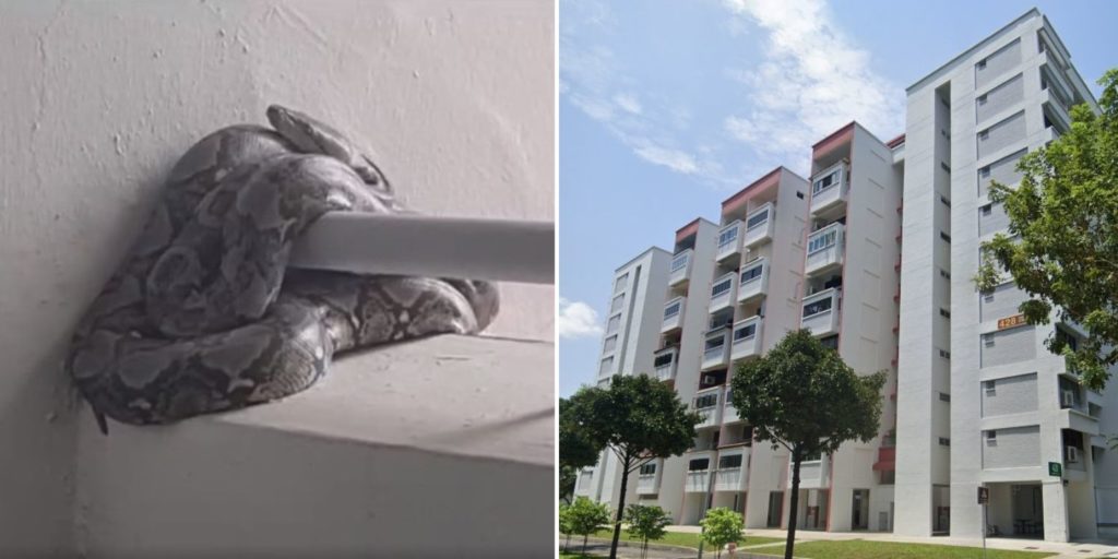3-Metre Long Python Coils Around Railing At Tampines HDB Stairwell ...