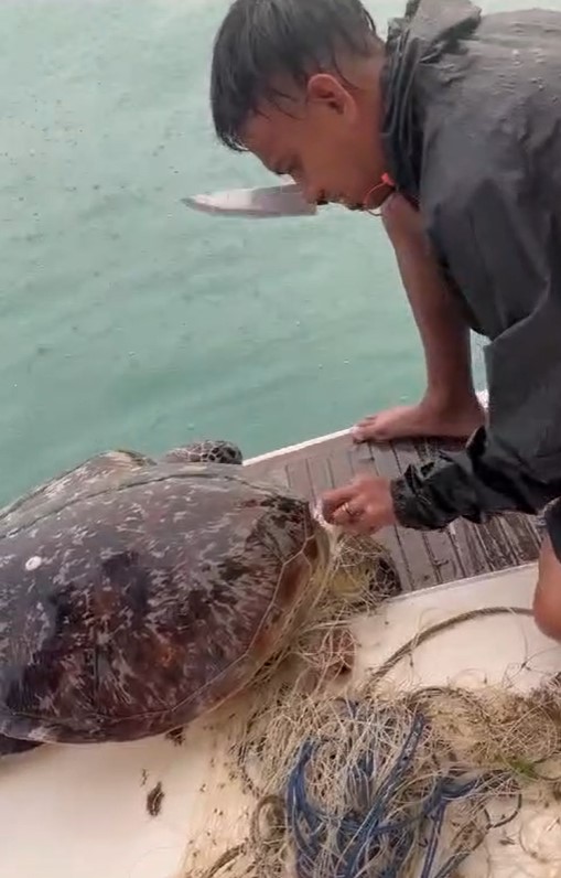 Two men cut free stingray and rare turtle trapped in large fishing net off  Lazarus Island : r/singapore