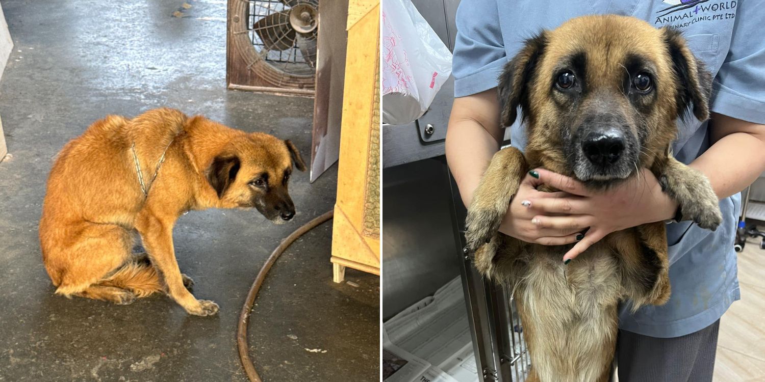 S'pore Dog Abandoned By Caretaker Was Left In Chains, Now Seeks Foster ...