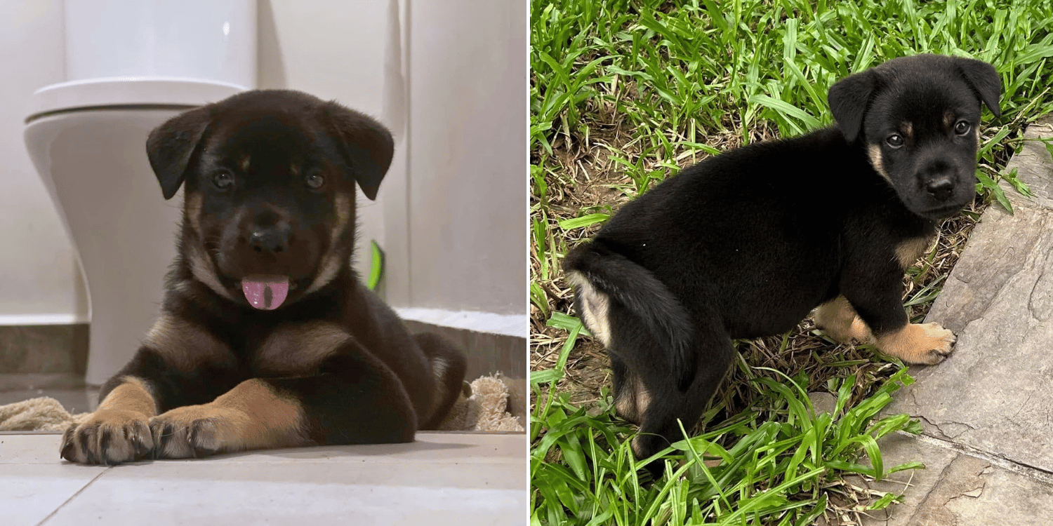 S'pore Special Puppy Still Waiting For Forever Family, Brother Has Already Been Adopted