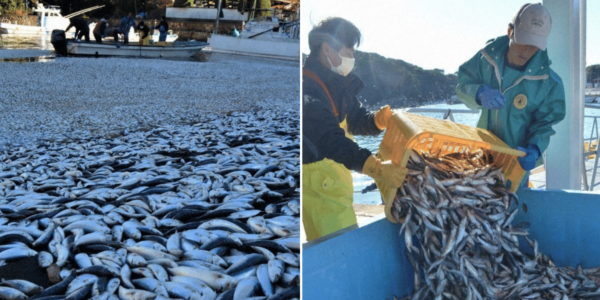 Over 30 Tonnes Of Sardines Wash Up At Japan Fishing Port, Authorities Unable To Determine Cause