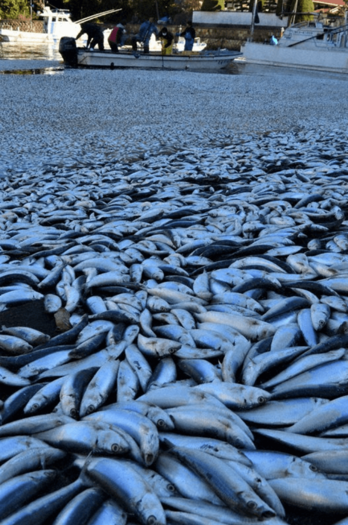 sardines wash ashore