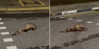 Pangolin Mama Spotted At Lentor With Adorable Baby Clinging On To Her Tail