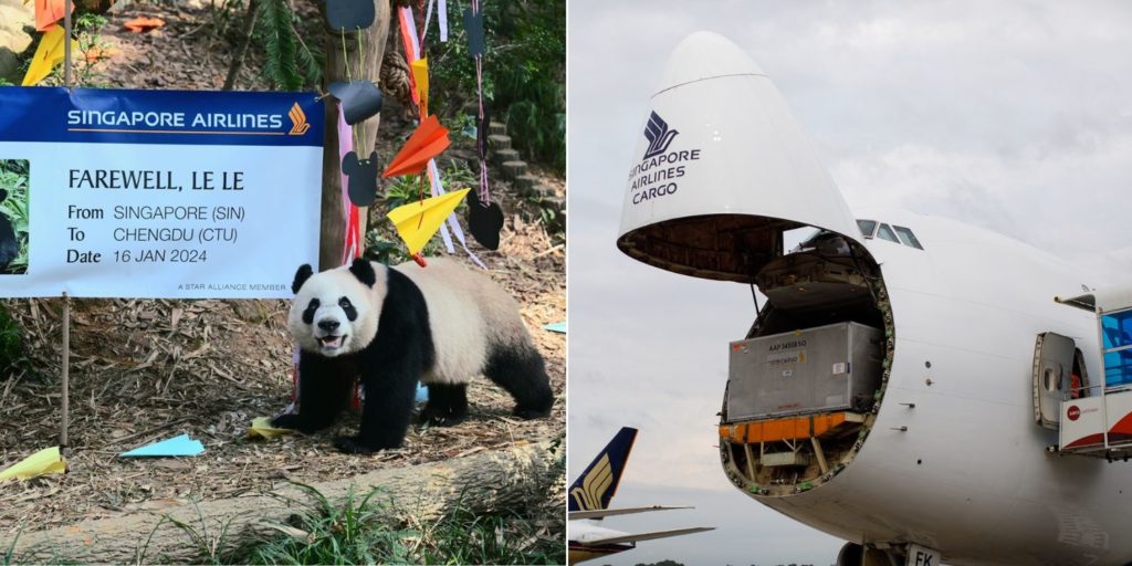 Vippanda Panda Cub Le Le Will Get VIP Treatment From Singapore Airlines En Route ...