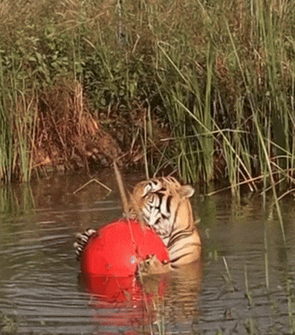 Tiger red ball thailand