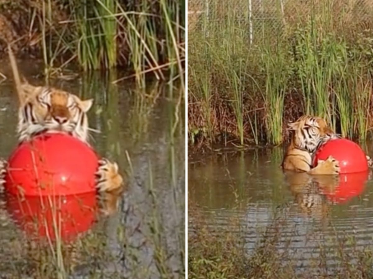 Tiger Floats With Favourite Red Ball At Thailand Wildlife Centre, Carefree Nature Inspires People