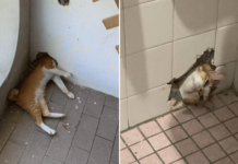 Oyen cat in M’sia gets head trapped in wall, did the same thing a year ago