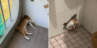 Oyen cat in M’sia gets head trapped in wall, did the same thing a year ago
