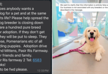 Message claims S'pore pet boarder has 'a hundred' purebred dogs for adoption, turns out it's fake