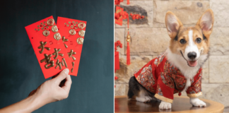 Redditor from S'pore gets scolded for giving dogs angbaos, asks if they did anything wrong