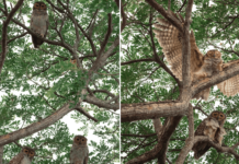 Family of spotted wood owls hangs out in Pasir Ris Park tree for a whole afternoon