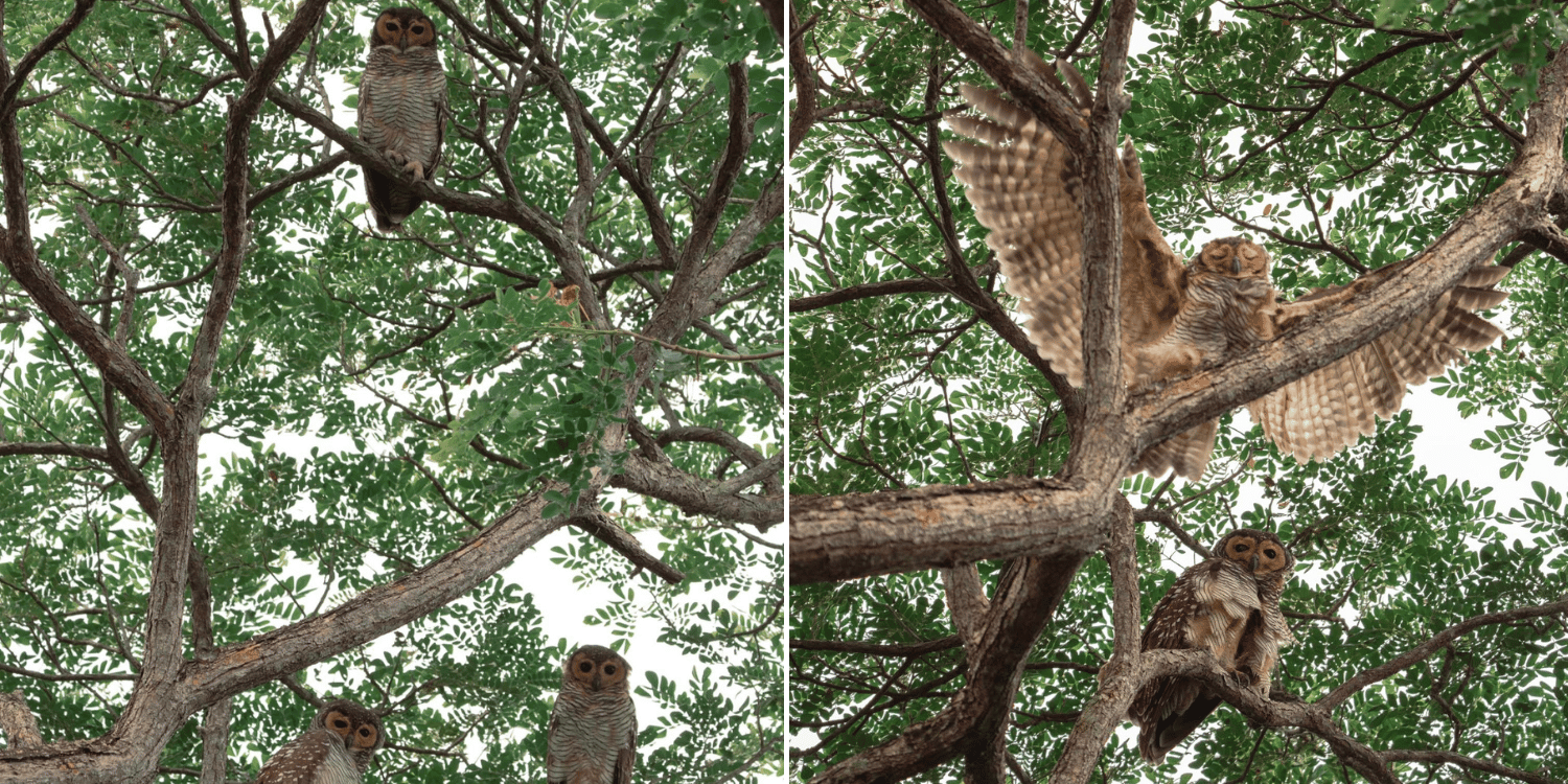 Family of spotted wood owls hangs out in Pasir Ris Park tree for a whole afternoon