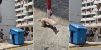 'A real heroine': Woman praised for confronting man who left dog leashed outside Jurong coffeeshop in hot sun
