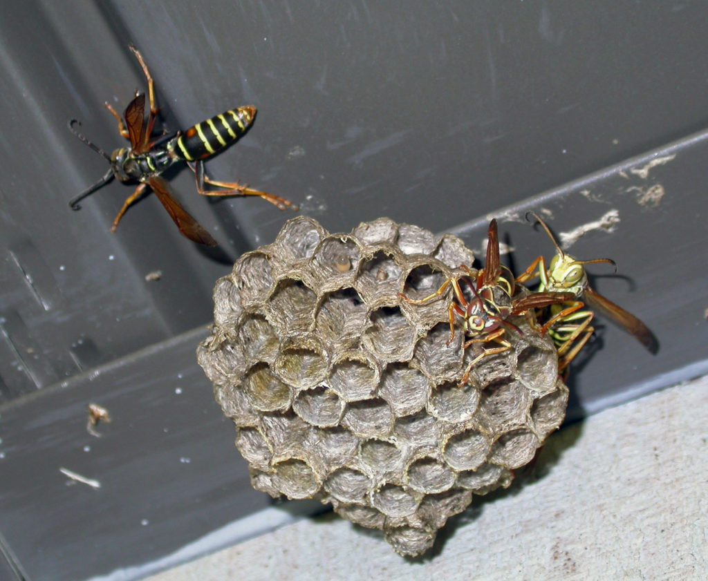 How to spot insect hives in S'pore & what to do if you encounter them