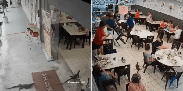 Monitor lizards enter yong tau foo eatery in JB, patrons jump on furniture in fright