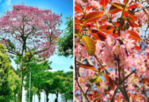 ‘Sakura season’ returns in S’pore, catch colourful flowers in Pasir Ris & Bukit Panjang