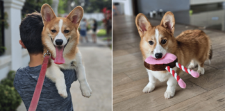 Corgi puppy seeking forever home in S'pore, S$500 adoption fee applies