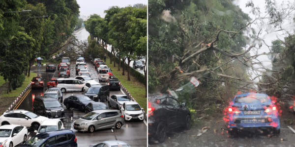 Tree collapses on Nicoll Highway, blocks lanes towards National Stadium on 4th night of Taylor Swift concert