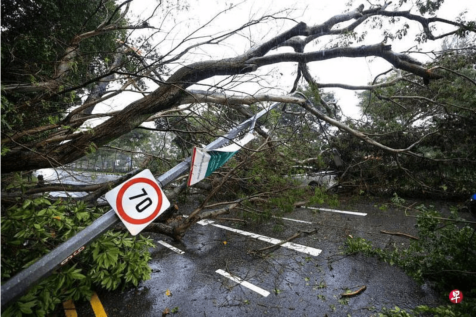 fallen tree nicoll highway