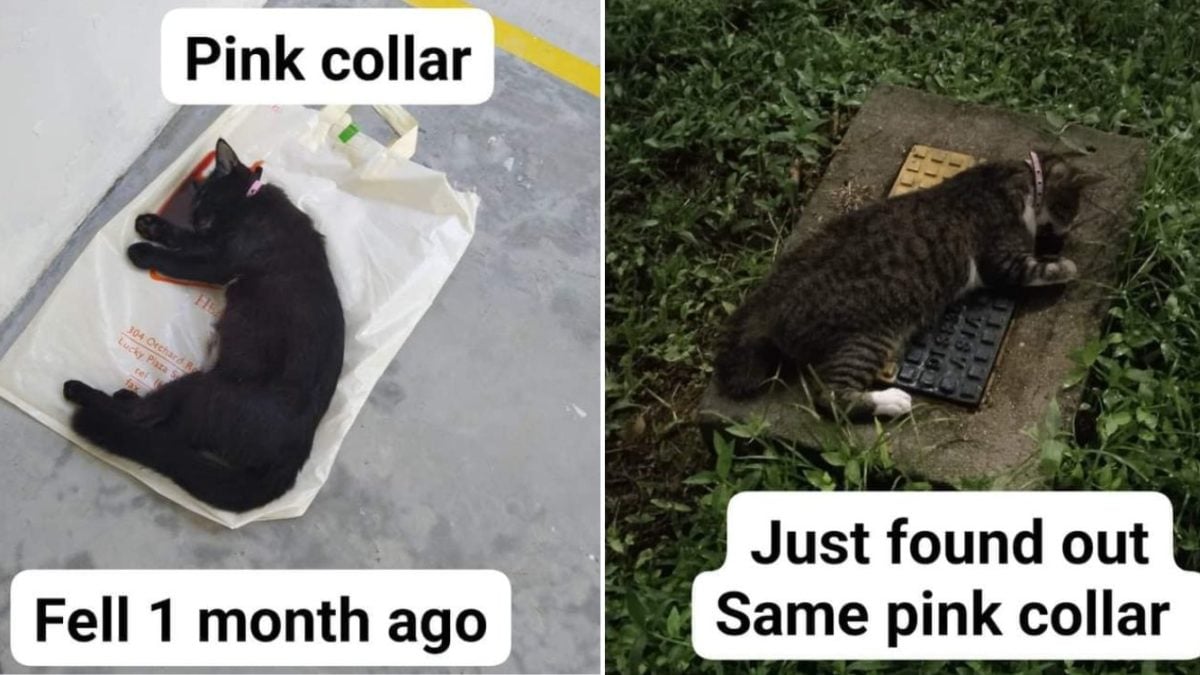 Cat falls to death from Bukit Panjang HDB, another died in same area a  month ago