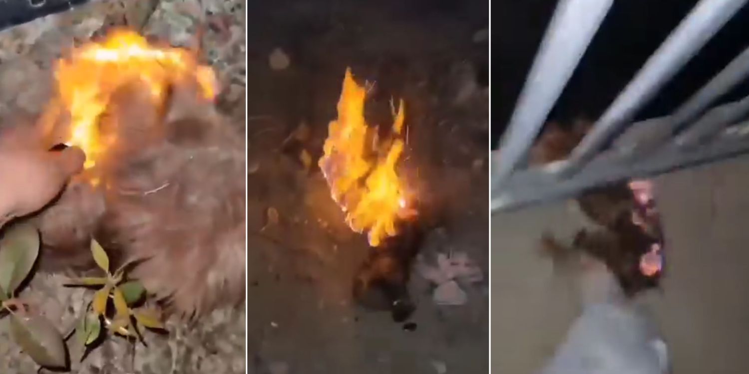 马来西亚男孩涉嫌放火烧狗