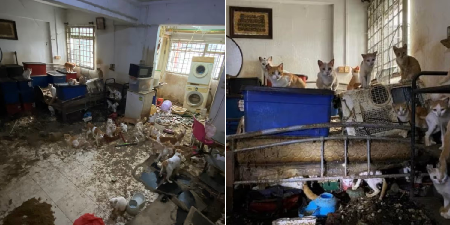 Man who abandoned 43 cats in Ang Mo Kio flat sentenced to 20 days’ jail