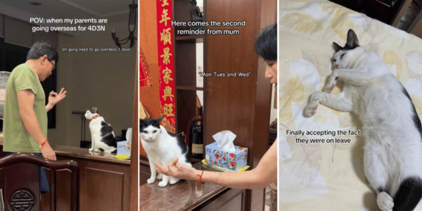 S'pore TikToker films parents 'taking leave' from cat before holiday, it does not look amused