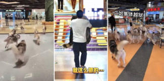 100 huskies escape from dog cafe in China, run amok inside shopping mall