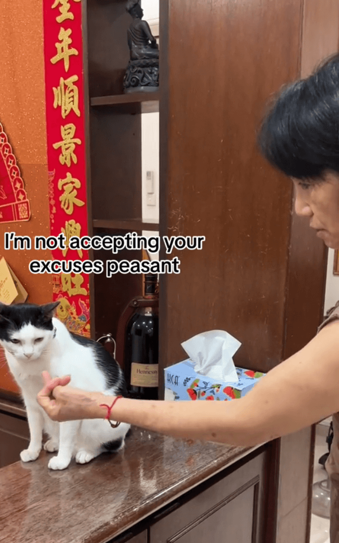 parents cat leave