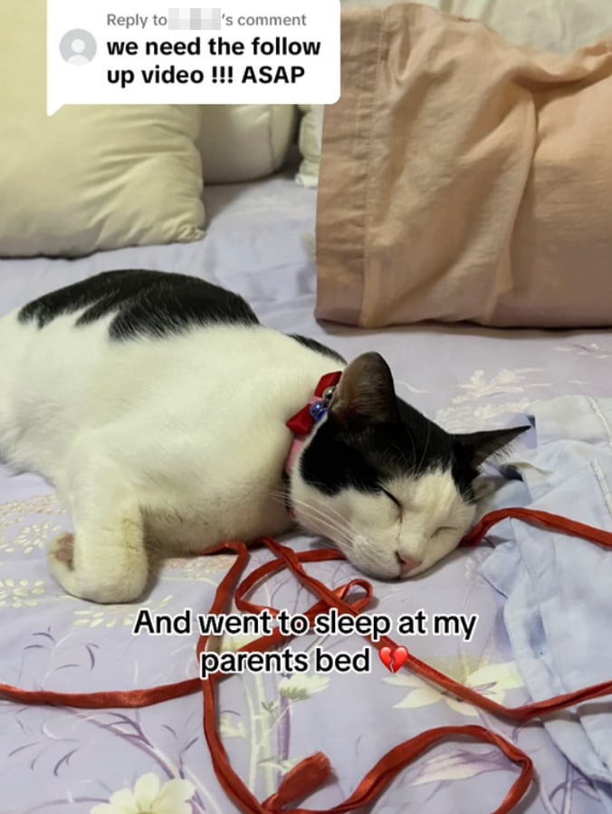parents cat leave