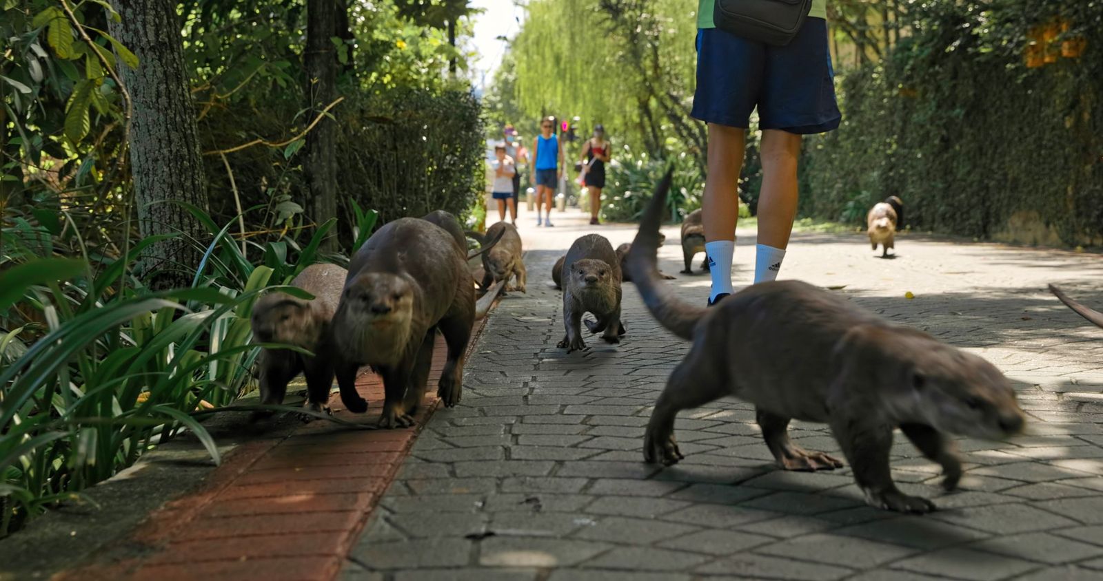 New BBC Earth documentary features S’pore otters, producer says filming them like watching otter soap opera