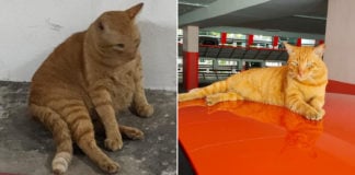 Taman Jurong community cat goes missing, resident appealing for information on oyen's whereabouts