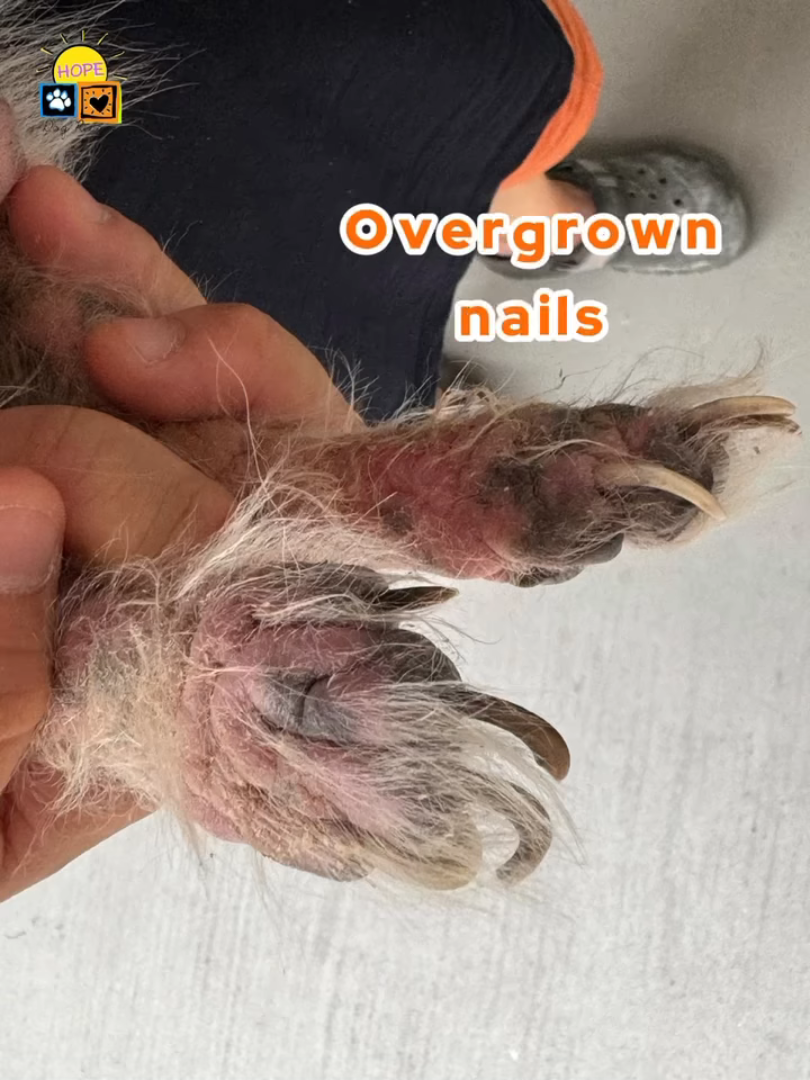 Old & ungroomed dog with health conditions unwanted by S’pore owner ...