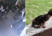 Police hunting 3 suspects who set kitten on fire in M'sia