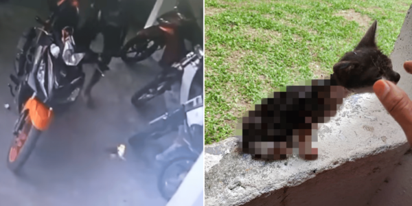 Police hunting 3 suspects who set kitten on fire in M'sia